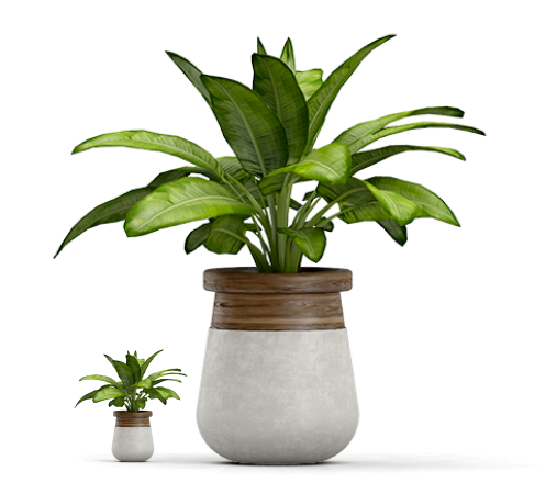 Рослина у горщику