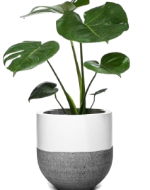 Сукуленти в гощику