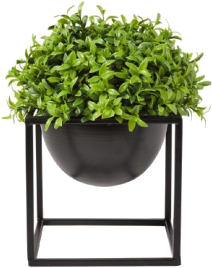 Рослини для інтер'єру