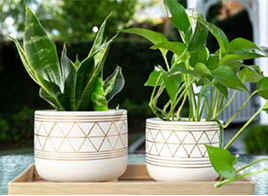 Кактуси та сукуленти