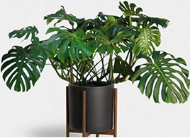 Топ 10 сукулентів