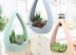 Догляд за сукулентами