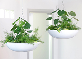 Кімнатні рослини